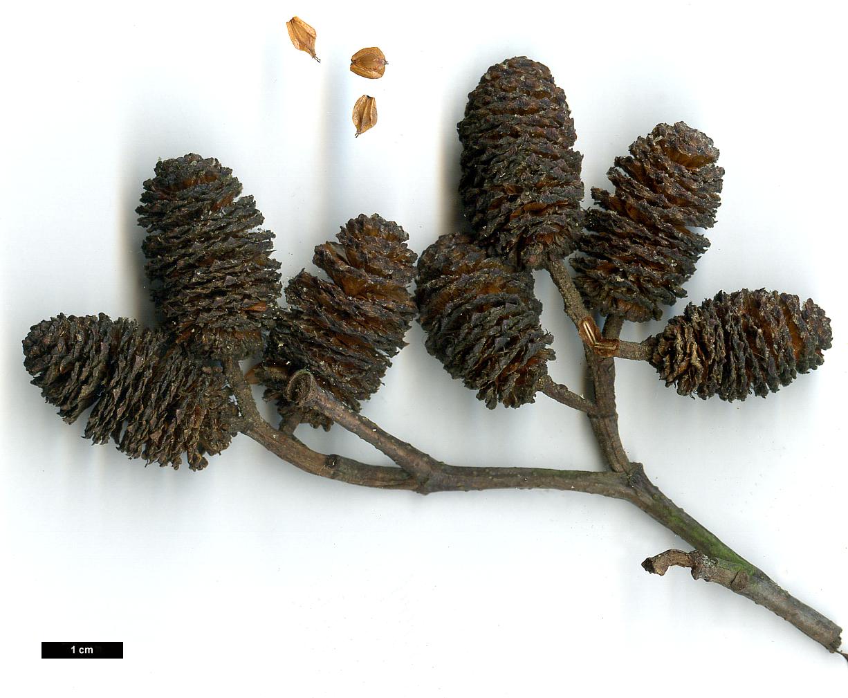 High resolution image: Family: Betulaceae - Genus: Alnus - Taxon: hirsuta - SpeciesSub: subsp. sibirica